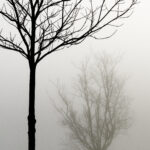 Entre bois et marais