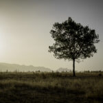 Sous le soleil de poussière